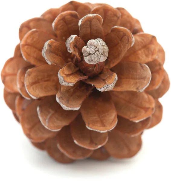 Aleppo pine cone — Stock Photo, Image