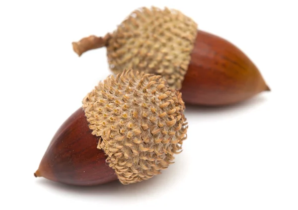 Acorns Stock Image