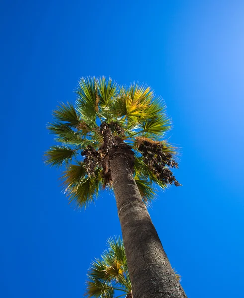 Palmera contra el cielo azul —  Fotos de Stock