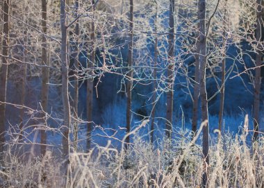 Aspens hoarfrost içinde