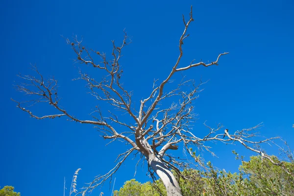 Mrtvá borovice — Stock fotografie