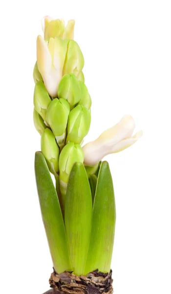 Openen van roze hyacint, — Stockfoto