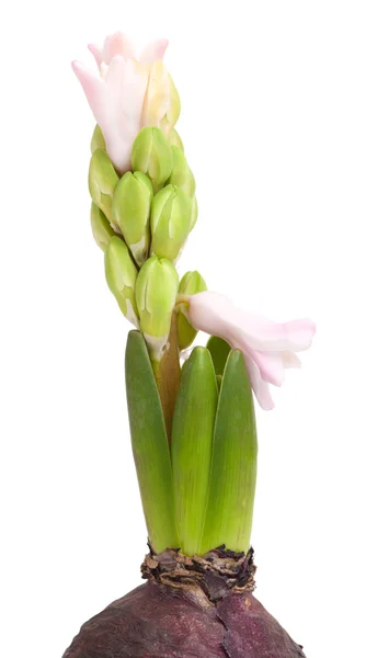 Opening pink hyacinth, — Stock Photo, Image