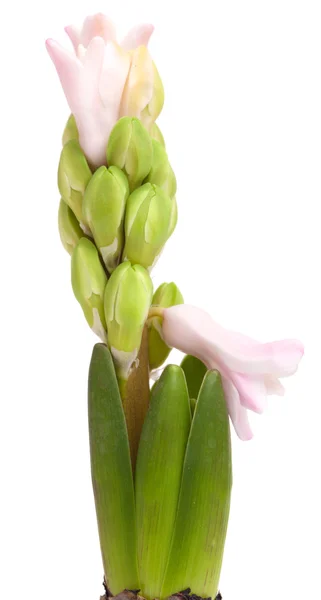 Opening pink hyacinth, — Stock Photo, Image