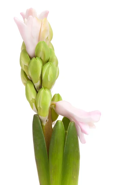 Opening pink hyacinth, — Stock Photo, Image