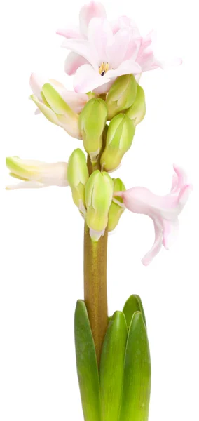 Opening pink hyacinth, — Stock Photo, Image