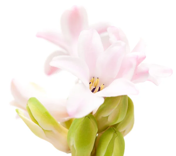 Abertura jacinto rosa , — Fotografia de Stock