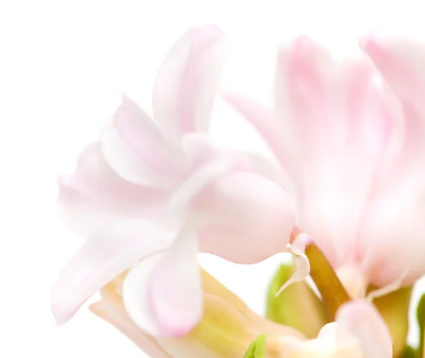 Öffnende rosa Hyazinthe, — Stockfoto