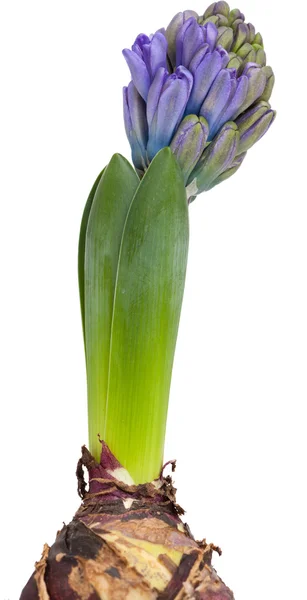 Opening blue hyacinth, — Stock Photo, Image