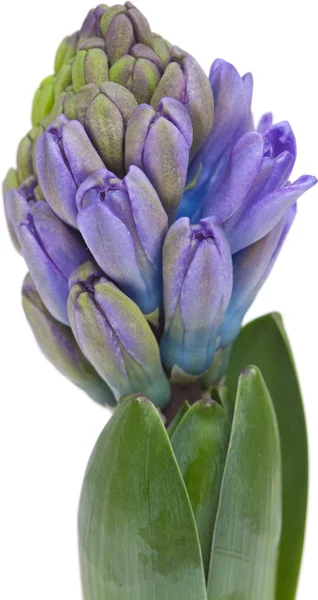 Opening blue hyacinth, — Stock Photo, Image