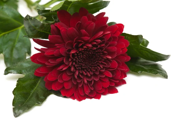 Tmavě červená chrysanthemum — Stock fotografie