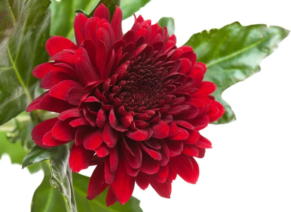 Crisantemo rojo oscuro — Foto de Stock