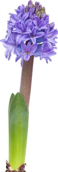 Opening blue hyacinth — Stock Photo, Image