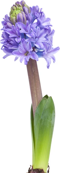 Openen van roze hyacint — Stockfoto