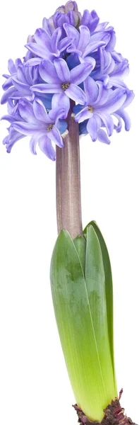 Opening blue hyacinth — Stock Photo, Image