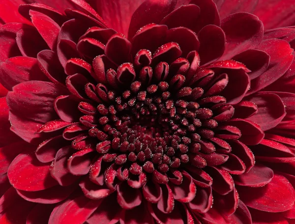 Flor de crisantemo rojo — Foto de Stock