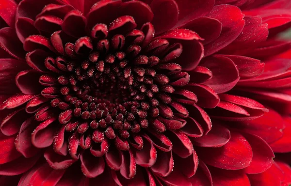 Flor de crisantemo rojo — Foto de Stock