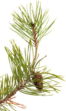 çam brach üzerinde beyaz izole