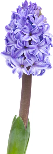 Opening blue hyacinth, — Stock Photo, Image