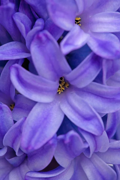 Blue hyacinth background — Stock Photo, Image