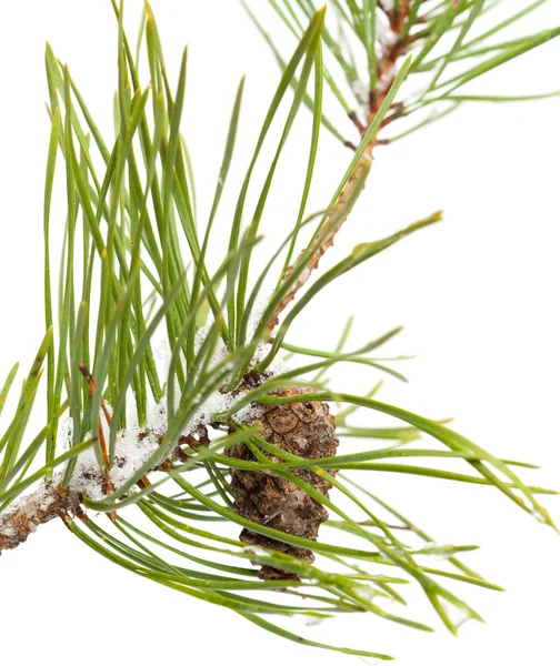 Pine brach isolerad på vit — Stockfoto