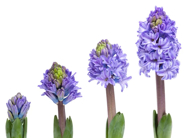 Openen van blauwe hyacint — Stockfoto