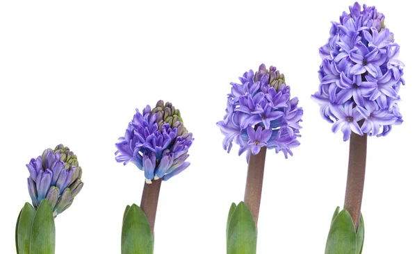 Opening blue hyacinth — Stock Photo, Image