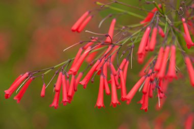 Russelia equisetiformis