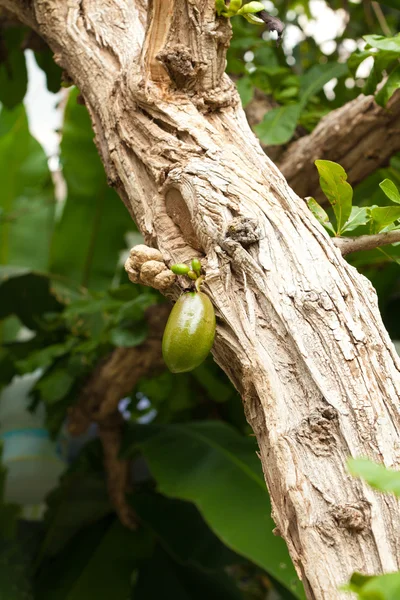 Árbol de calabaza —  Fotos de Stock