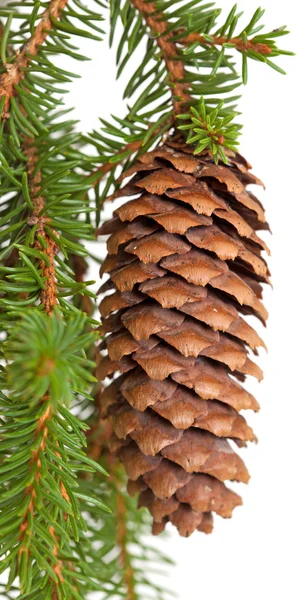 Spruce tree branch with cone isolated on white — Stock Photo, Image