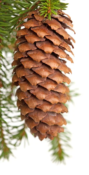 Ramo de abeto com cone isolado em branco — Fotografia de Stock