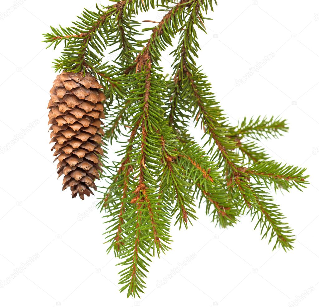 spruce tree branch with cone isolated on white
