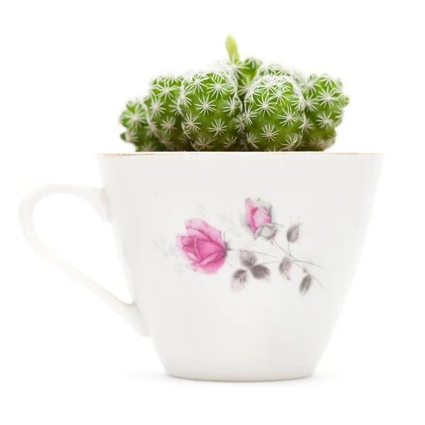 Kleine cactus bezig met bloem — Stockfoto