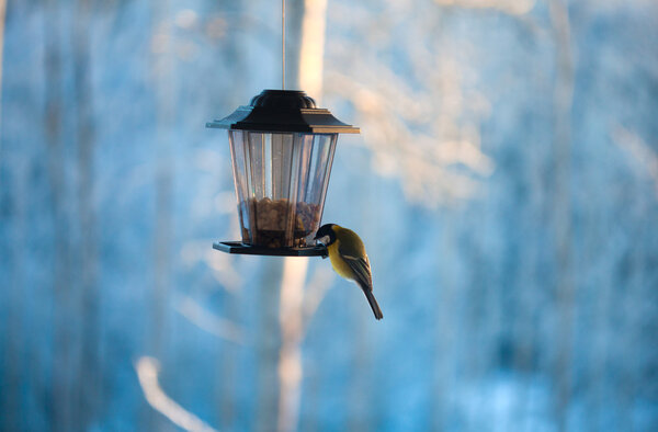 птицы на кормушке
