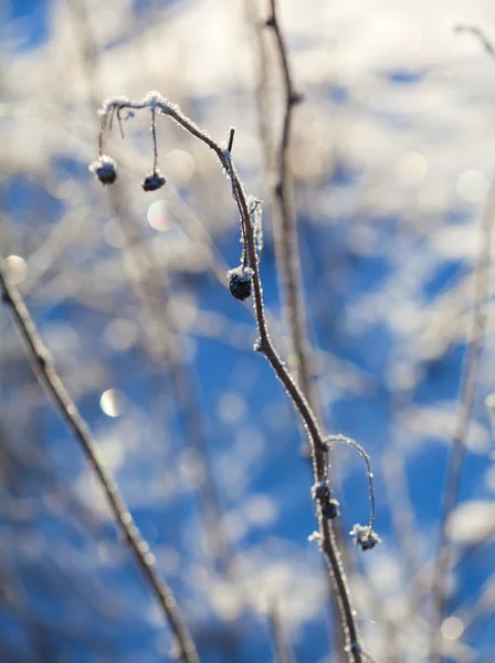 Frozen plants — Stock Photo, Image