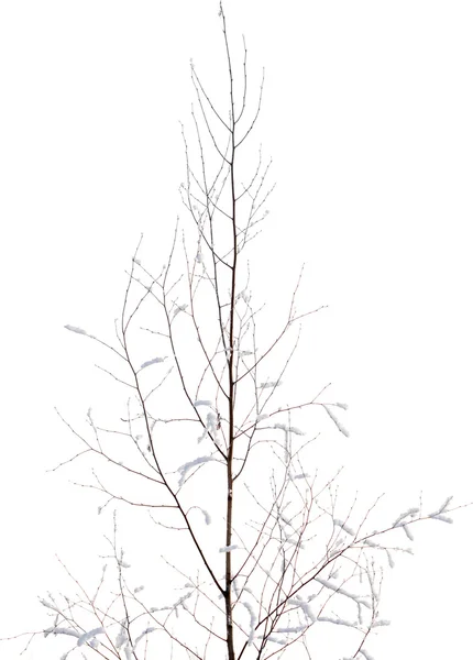 Pohon Tertutup Saljuweather forecast — Stok Foto