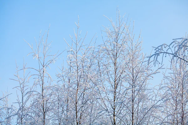 Zasněžené stromy — Stock fotografie