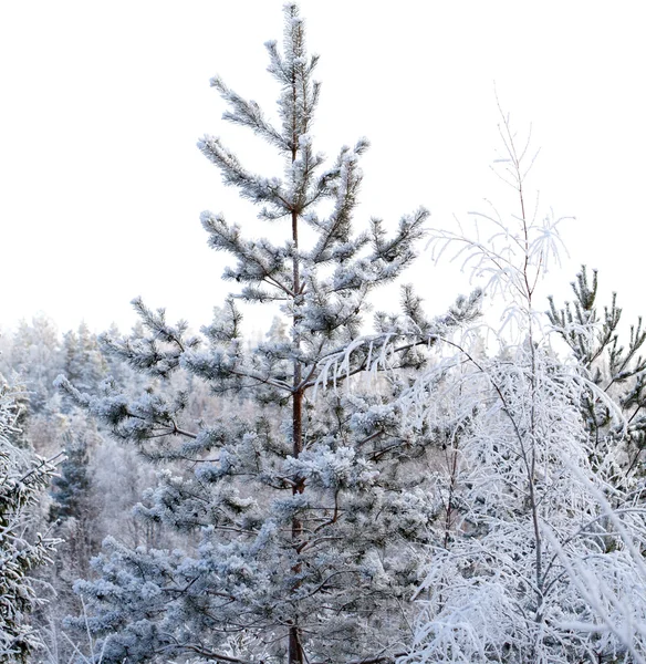 Alberi ricoperti di neve — Foto Stock