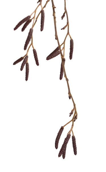 Aliso macho catkins — Foto de Stock