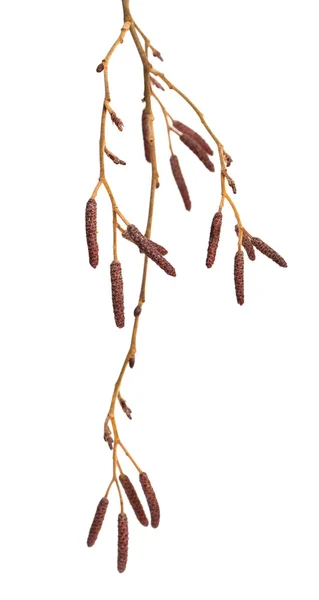 Alder male catkins — Stock Photo, Image