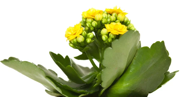 Kalanchoe. — Fotografia de Stock