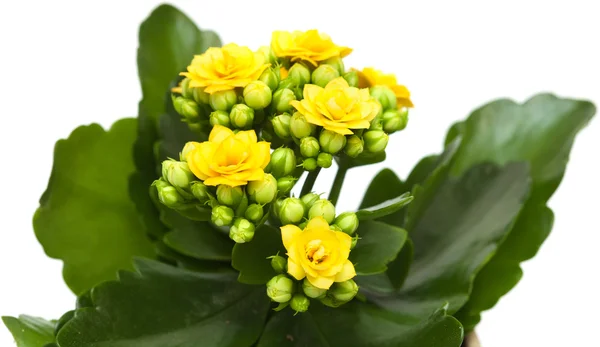 Kalanchoe — Stock Photo, Image