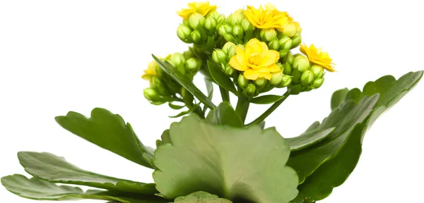 Kalanchoe. — Fotografia de Stock