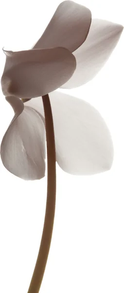Cyclamen blanc — Photo