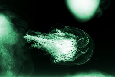 soyut deniz canlılarının