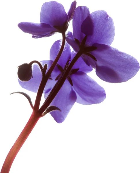 Ibolya virágok — Stock Fotó