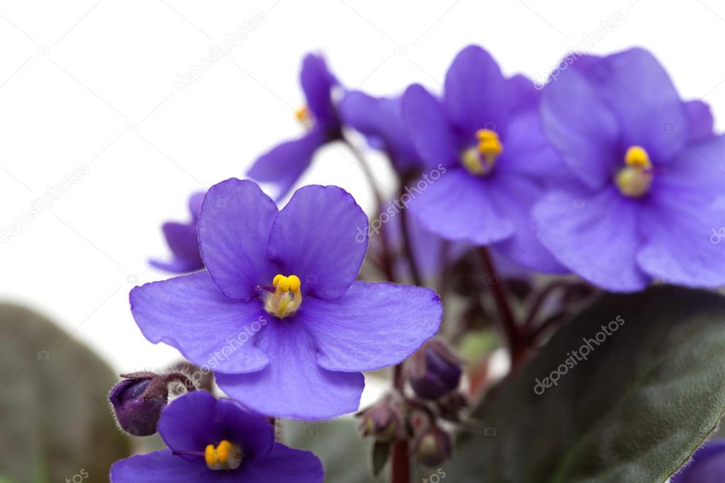 Flor violeta y blanca fotos de stock, imágenes de Flor violeta y blanca sin royalties | Depositphotos Flor violeta y blanca fotos de stock, imágenes de Flor violeta y blanca sin royalties | Depositphotos