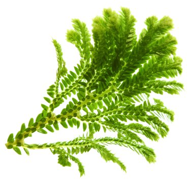selaginella, çiçekçi tropikal moss