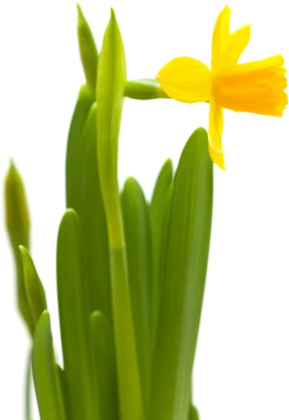 Sarı mini-narcissi — Stok fotoğraf