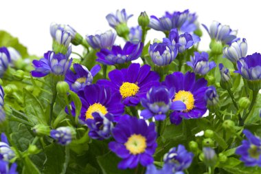 Çiçekçi cineraria